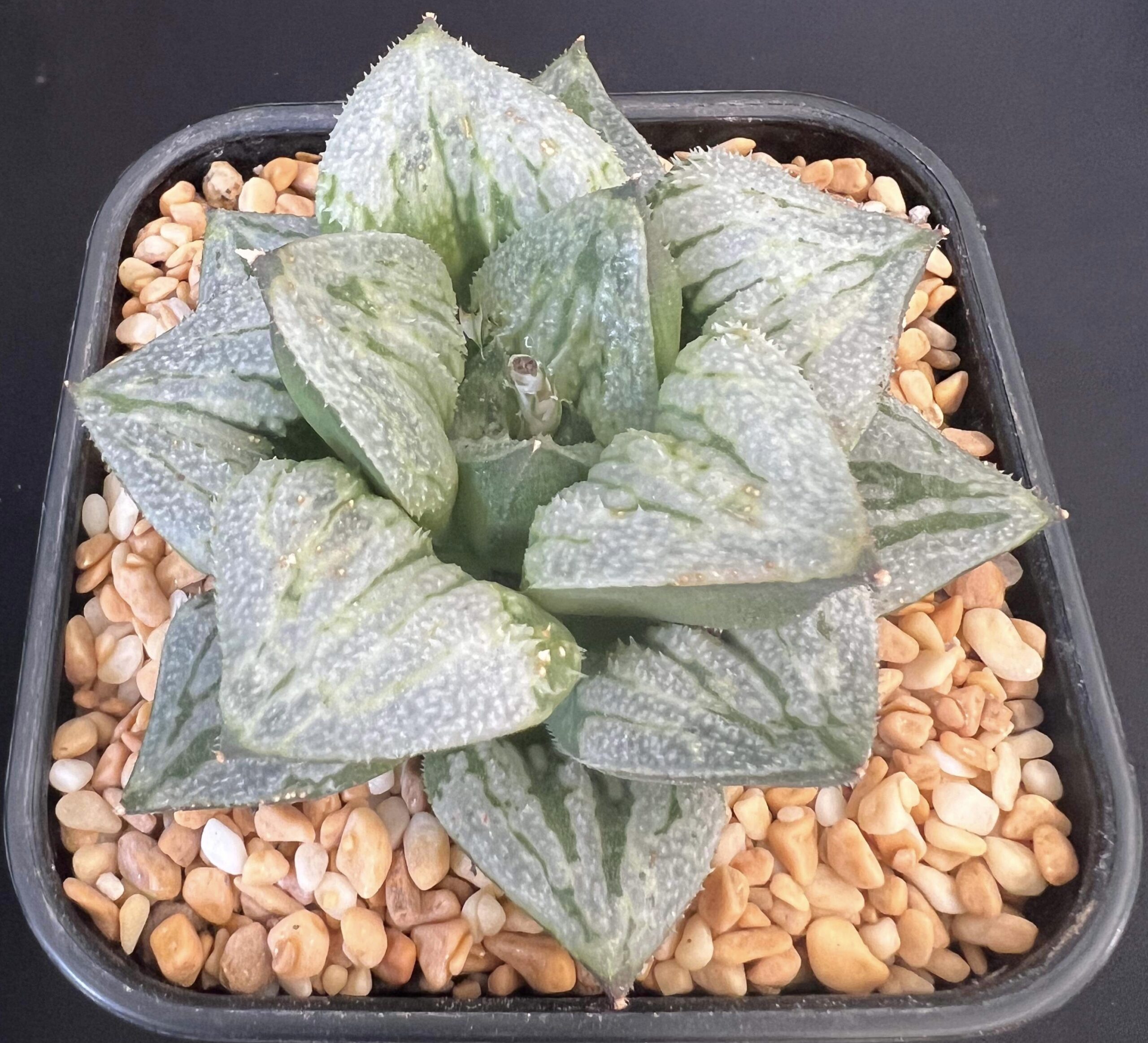 Haworthia Kyo-No-Koi