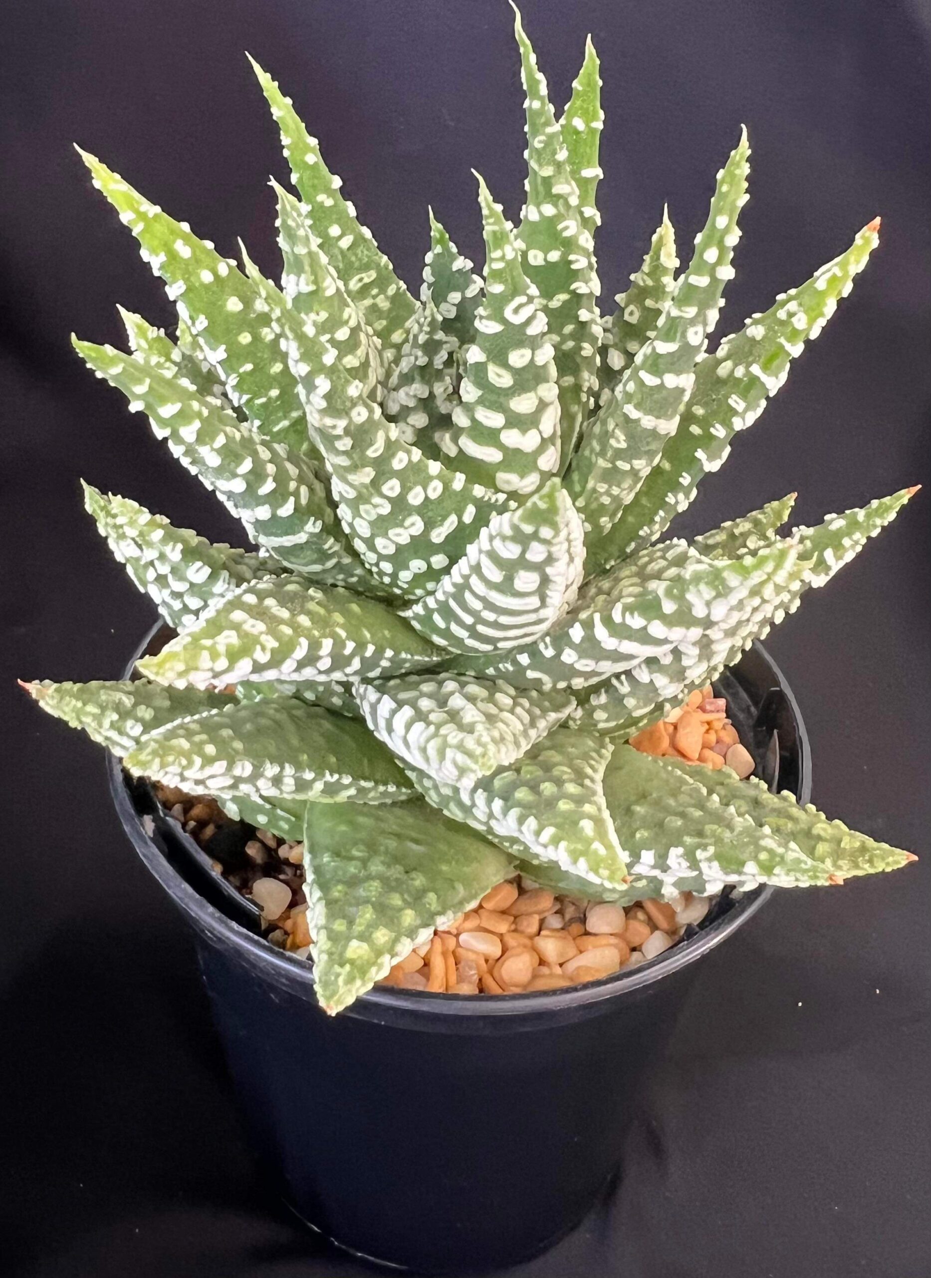 Haworthia Smoke Ring Donut