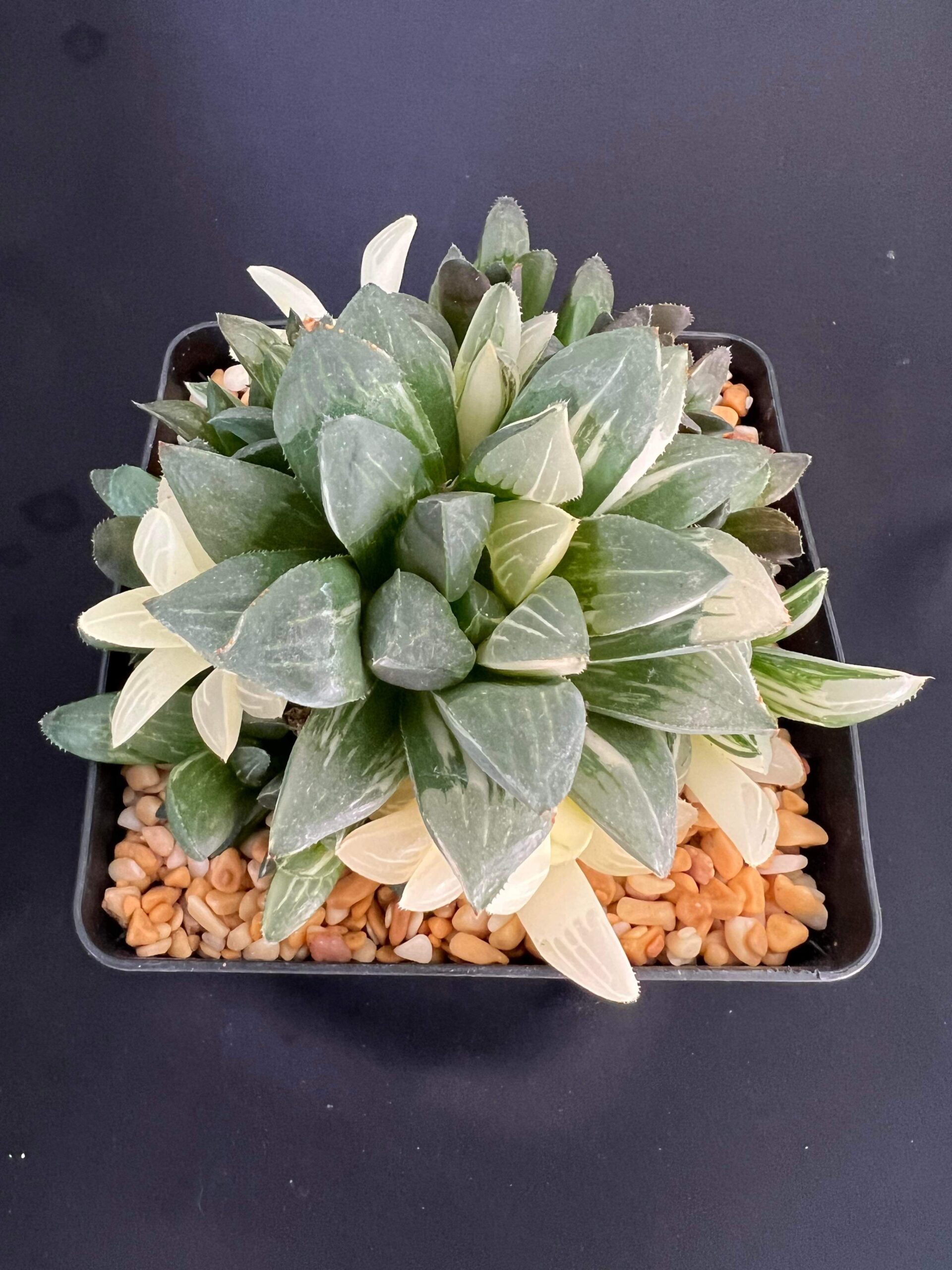 Haworthia mutica var. ‘Otzenii’ Variegate Cluster