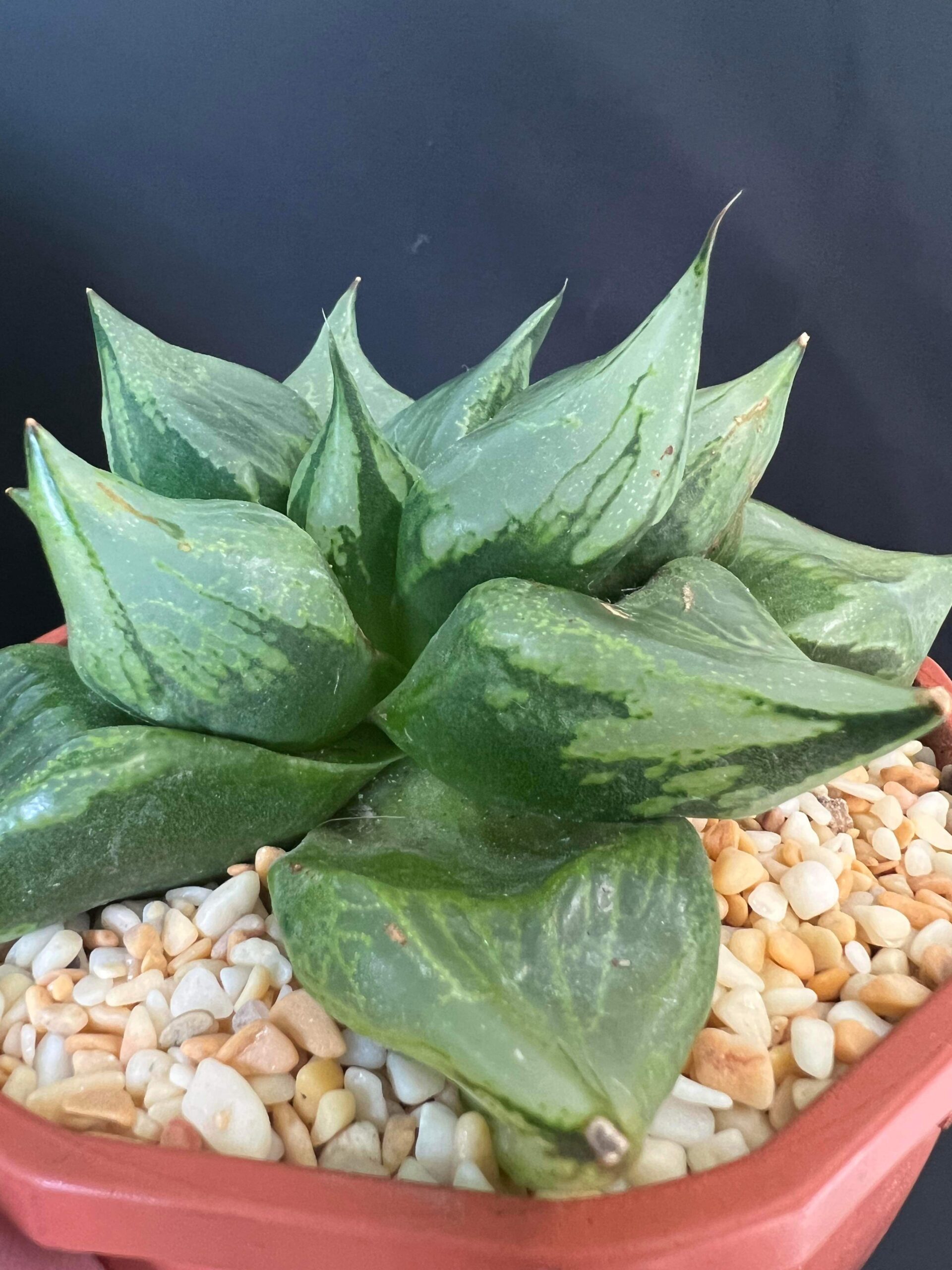 Haworthia Urahannya - beautiful plant