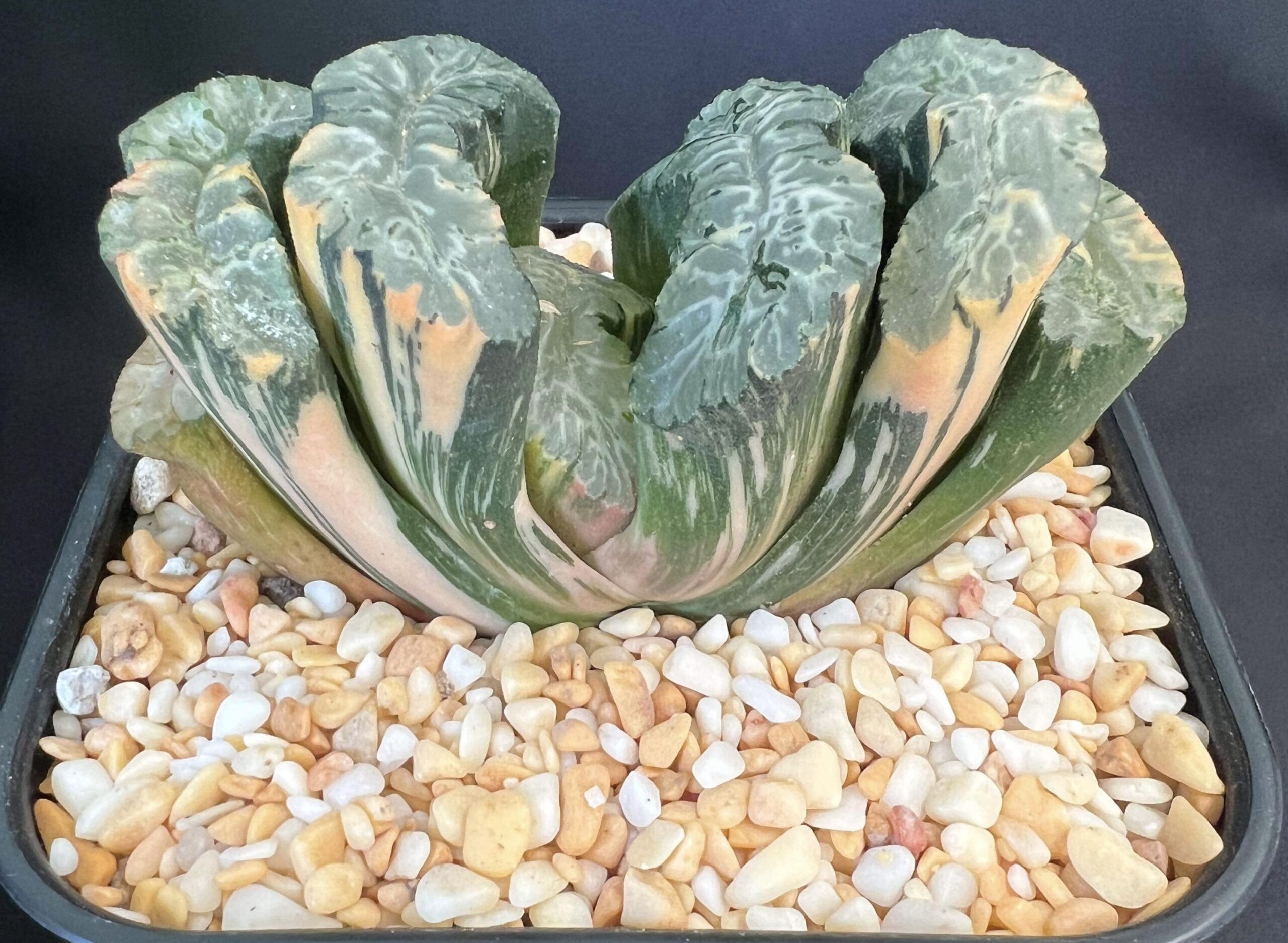 Haworthia Truncata Hokusai Variegate
