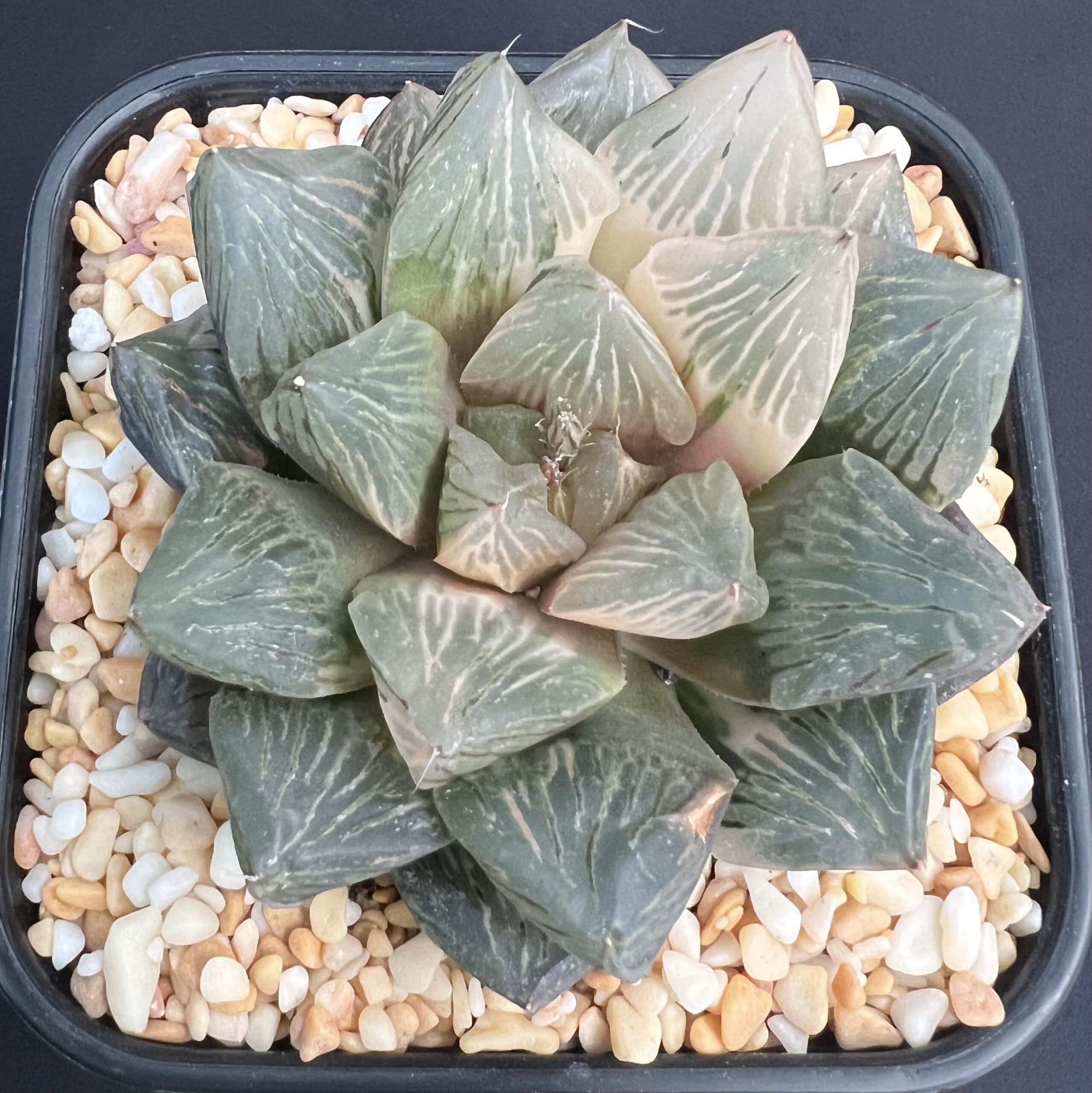 Haworthia Yutan Variegate